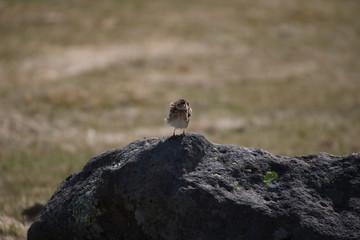 Lark on the rock