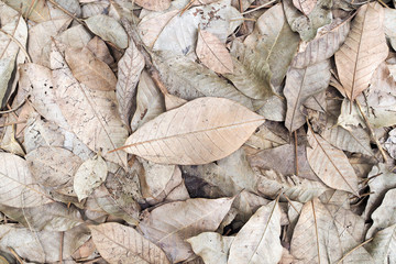 dry rubber leaf background