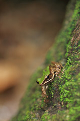 Frog sitting on stone full of moss