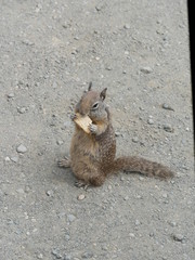 Squirrel mit Keks