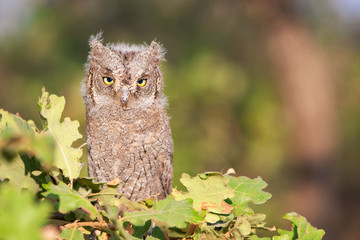 Young European scops owl (Otus scops) sitting on a branch