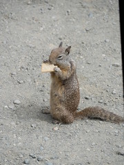 Naklejka na ściany i meble Squirrel mit Keks