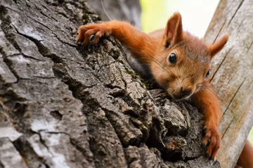 Zelfklevend Fotobehang Eekhoorn Jonge rode eekhoorn rusten liggend op een boom