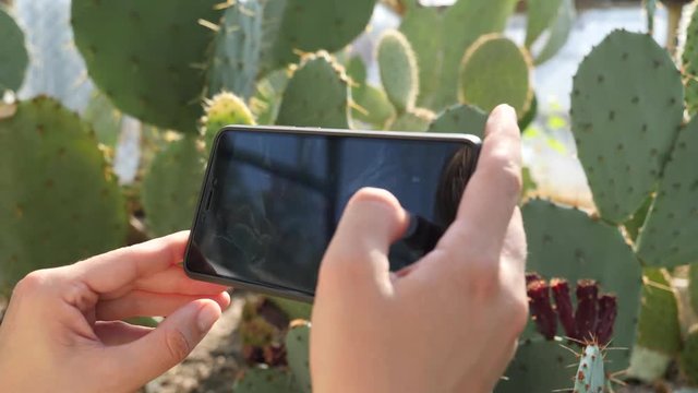 Female hands hold take mobile phone pictures of big cactus leaves in a greenhouse of the botanical garden