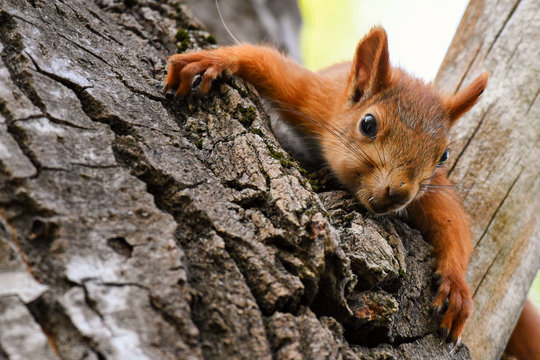 Young Red Squirrel Resting Lying On A Tree