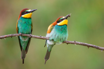 Fototapeta na wymiar Colourful birds - European bee-eater (Merops apiaster) sitting on a stick.