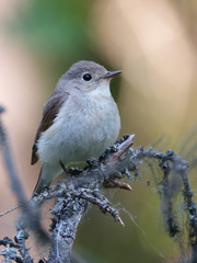 Red-breasted Flycatcher