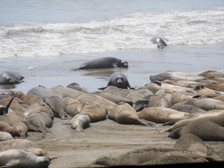 See-Elefanten am Pacific Coast Highway