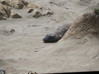 See-Elefanten am Pacific Coast Highway