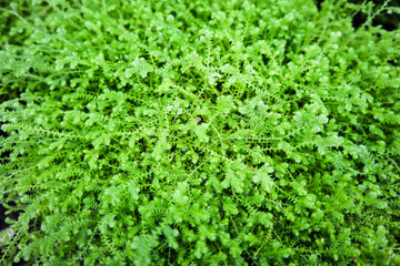 green leaves fern texture background.