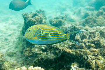 Veligandu Island Resort, Maldives