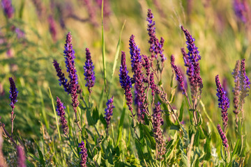 Salvia farinacea Benth. Mealy Cup Sage. A beautiful, brightly coloured and eye-catching. full blooming white purple flowers, bunch into long bouquet. background, close up, natural sunlight.