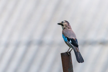 Eurasian Jay or Garrulus glandarius bird