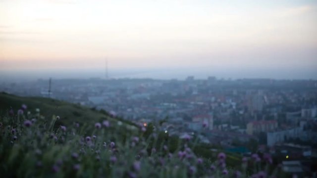 Glade of small purple flowers. Flowers are staggering in the wind against the backdrop. City going into the sunset.
