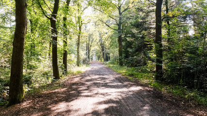 Forest path on a sunny september afternoon (Almelo, The Netherlands). The path lies in the Nijrees forest at the edge of Almelo in the Eastern Netherlands.