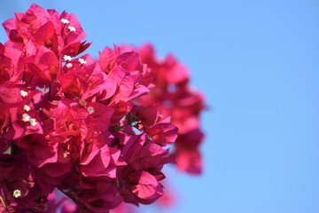bougainvillea in Cyprus