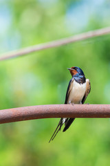 Barn swallow or Hirundo rustica or swift, lovely black bird with green face perching on metal pipe over green blur background.