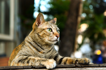 Tabby cat on wood