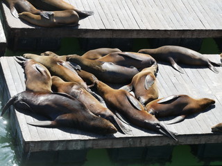 Pier 39, San Francisco