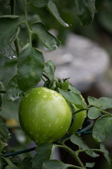 Tomato Garden