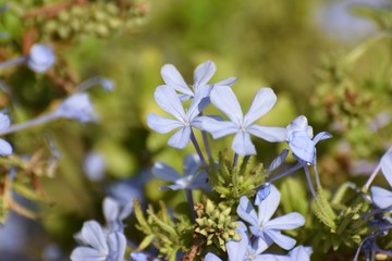 Blue Jasmine flower