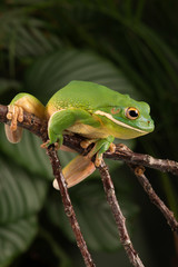 White Lipped Tree Frog (Litoria infrafrenata)/White Lipped Tree Frog in thick jungle foliage