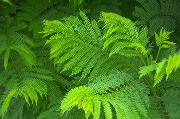 Fototapeta na wymiar Green fern bushes, closeup, park, summer