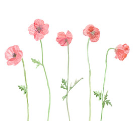 collection of poppies for your design. watercolor painting