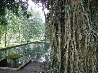Fototapeta premium nature bali