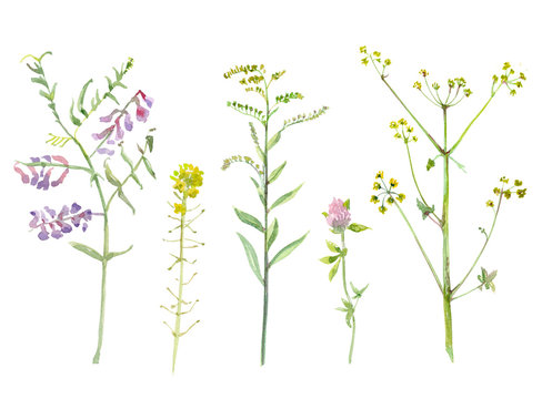 graceful collection of meadow plant and flowers. watercolor painting