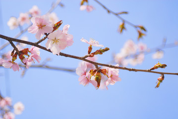 桜　春　素材