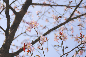 桜　空　素材
