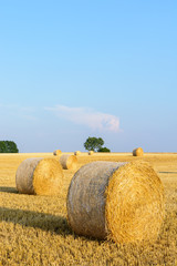 Round bales of straw at sunset scattered in a field of wheat recently harvested in the french...