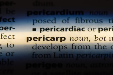 pericarp