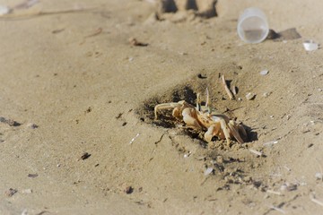 sea crab animal