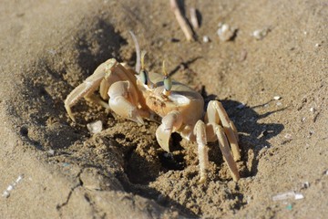 sea crab animal
