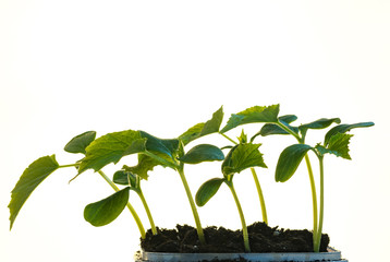 Seedlings of agricultural plants on white background