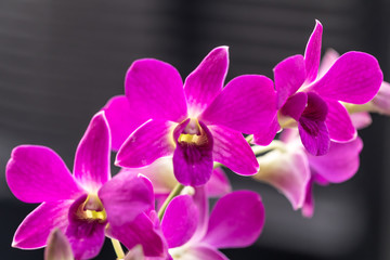 Fototapeta na wymiar orchid purple flowers a beautiful