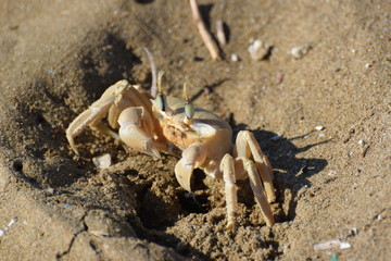 sea crab animal