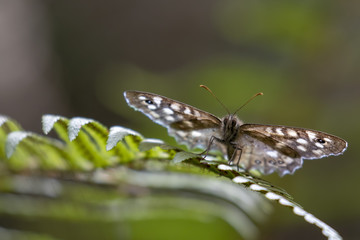 speckled wood butterfly, Pararge aegeria, perched on a fern and birch leaf in woodland, august, scotland.