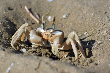 sea crab animal