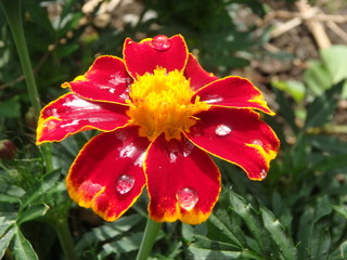 wundervolle rote Blume mit Regentropfen