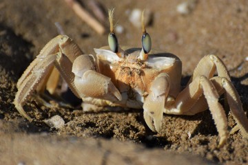 sea crab animal