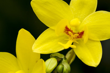 Yellow orchids blooming in the garden