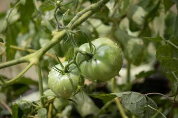 Tomato Garden