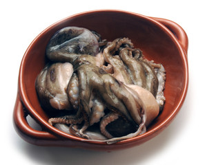 Octopus vulgaris                                                              ft81030229