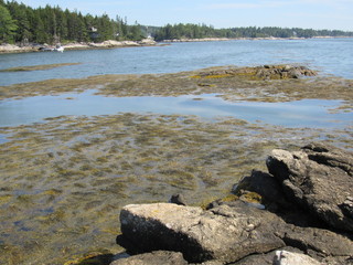 Uncovered seaweed and rocks in the ocean at low tide 