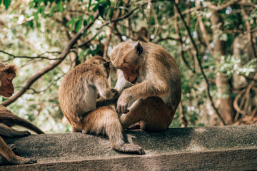 Monkeys cleaning each other 