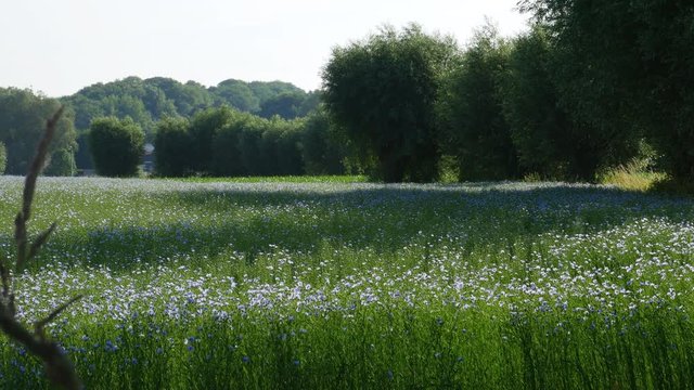 Summer country landscape : flax field in bloom