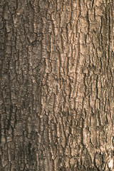 Close up of tree bark texture. Nature wood background. Detail of tree pattern. (Closeup)